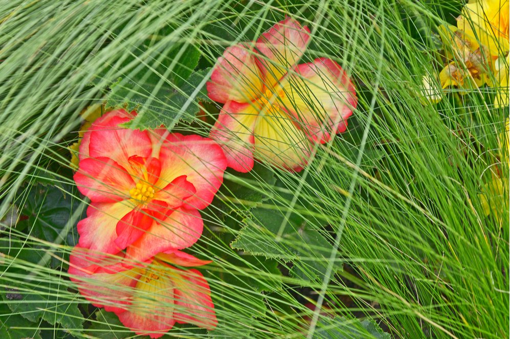 Ballarat Begonia Festival