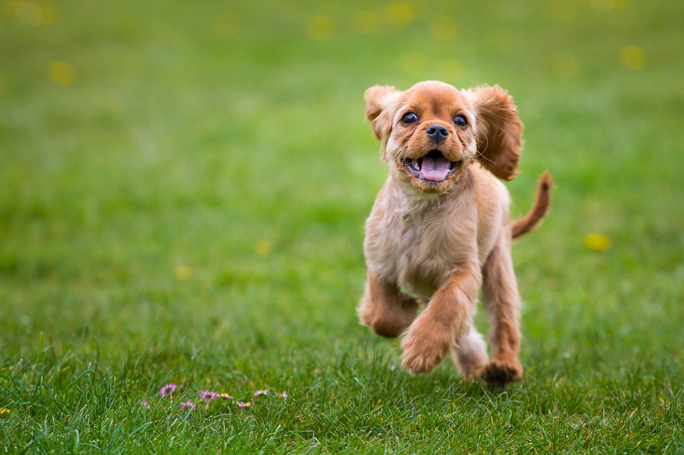 Wendouree Dog Park's new addition